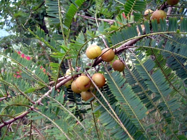 Amla — fresh at Idrees Fruits, Deolali Camp