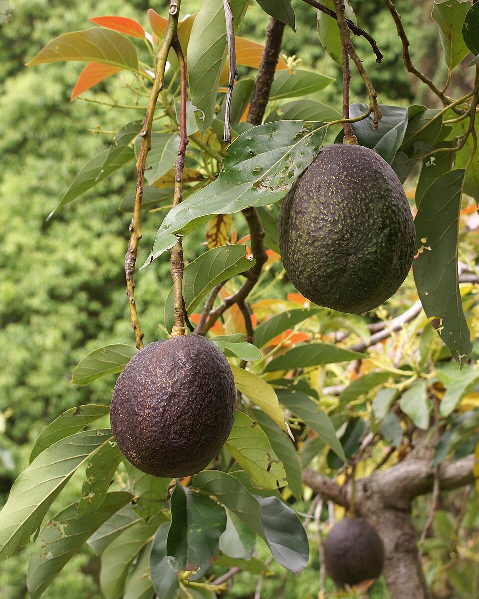 Avocado — fresh at Idrees Fruits, Deolali Camp