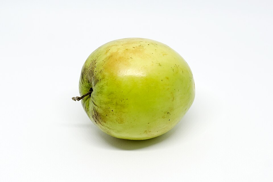 Ber (Indian Jujube) — fresh at Idrees Fruits, Deolali Camp