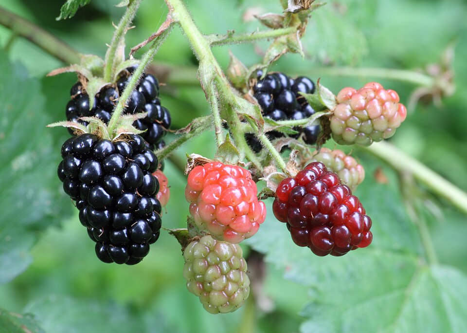 Blackberry — fresh at Idrees Fruits, Deolali Camp