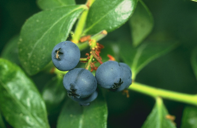 Blueberry — fresh at Idrees Fruits, Deolali Camp