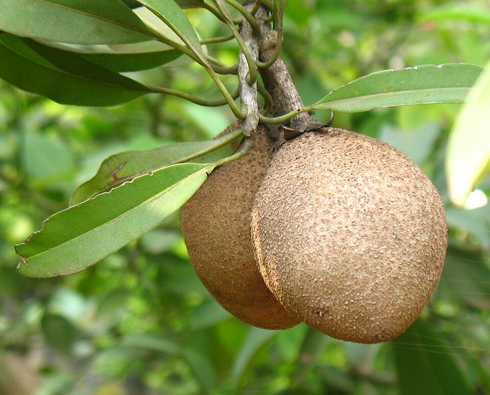 Chikoo (Sapota) — fresh at Idrees Fruits, Deolali Camp