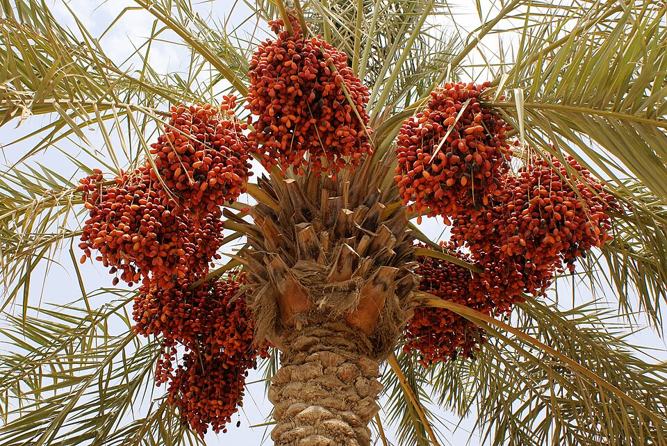 Fresh Dates (Khajur) — fresh at Idrees Fruits, Deolali Camp