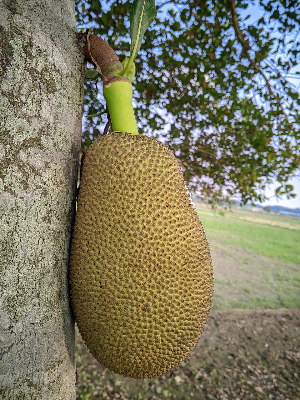 Jackfruit — fresh at Idrees Fruits, Deolali Camp