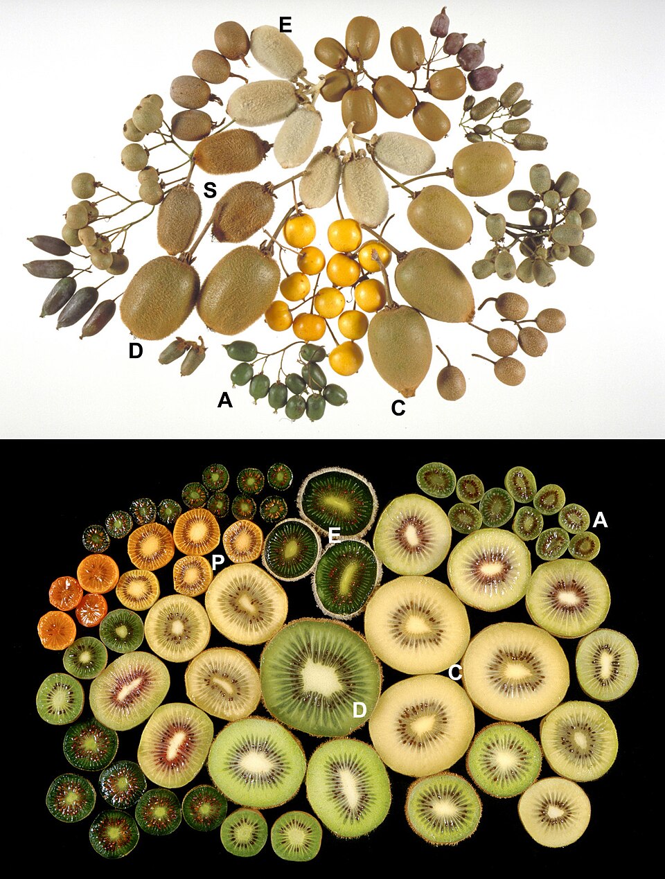 Kiwi — fresh at Idrees Fruits, Deolali Camp