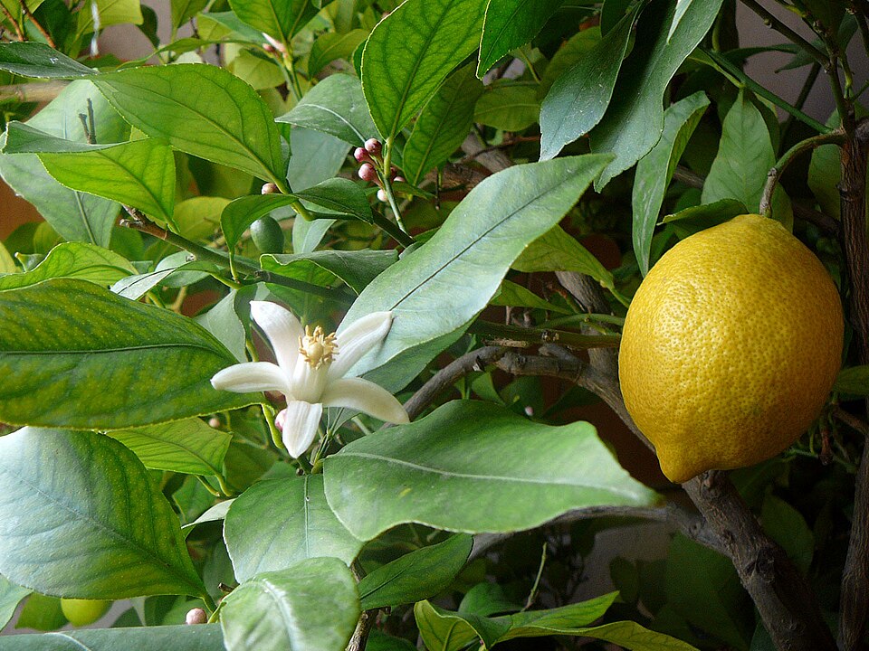 Lemon — fresh at Idrees Fruits, Deolali Camp