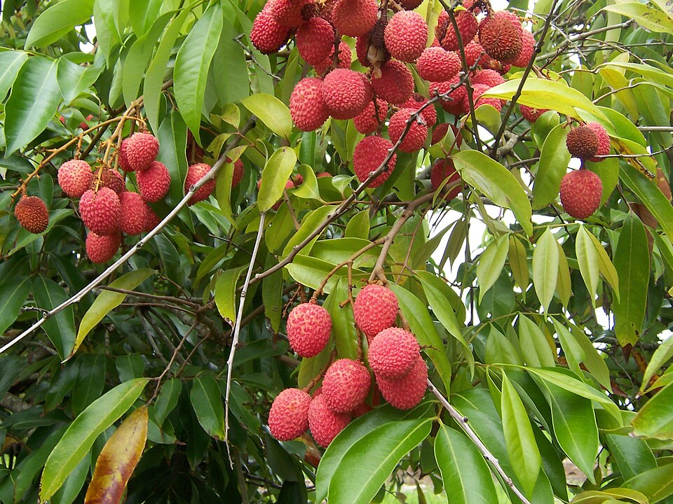 Litchi — fresh at Idrees Fruits, Deolali Camp