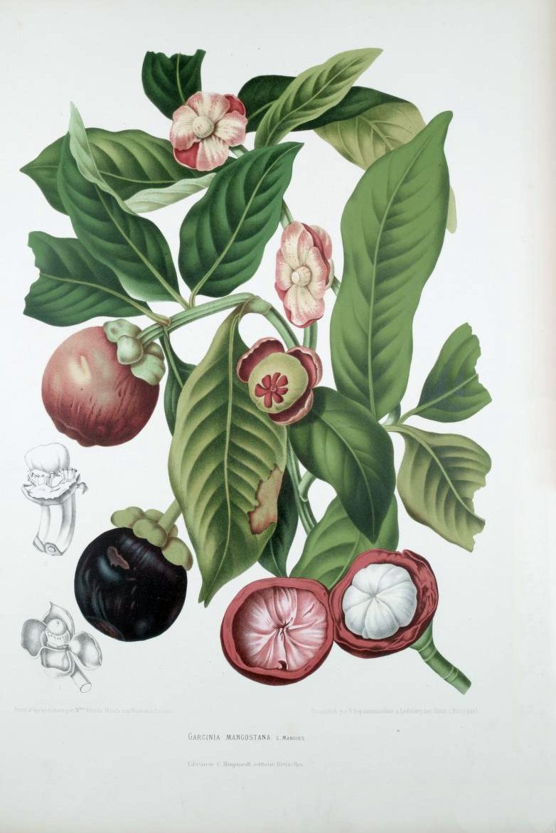 Mangosteen — fresh at Idrees Fruits, Deolali Camp