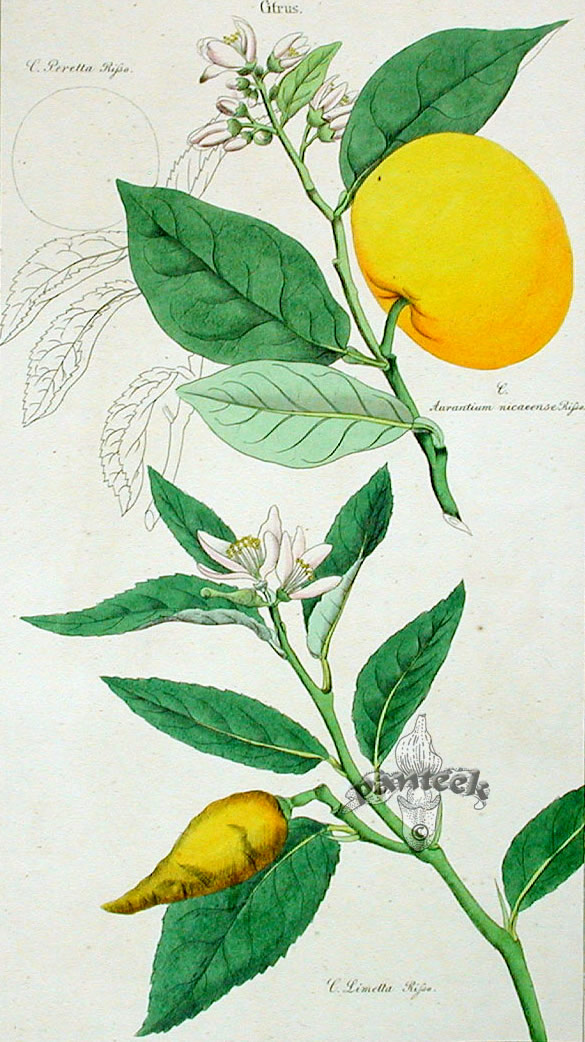Mosambi (Sweet Lime) — fresh at Idrees Fruits, Deolali Camp