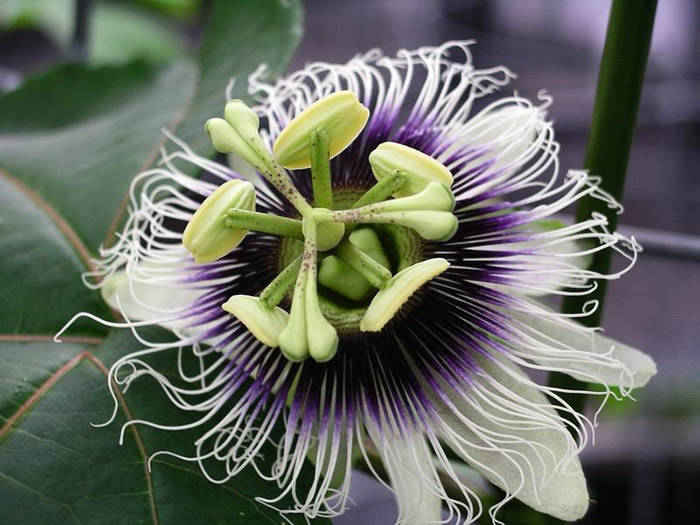Passion Fruit — fresh at Idrees Fruits, Deolali Camp
