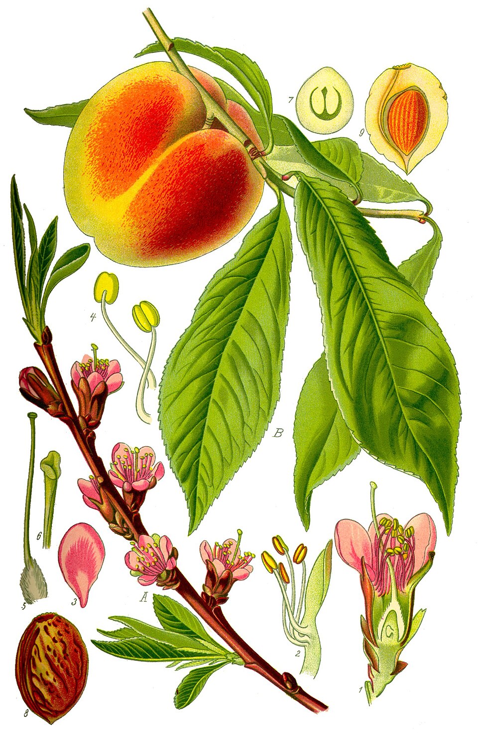 Peach — fresh at Idrees Fruits, Deolali Camp