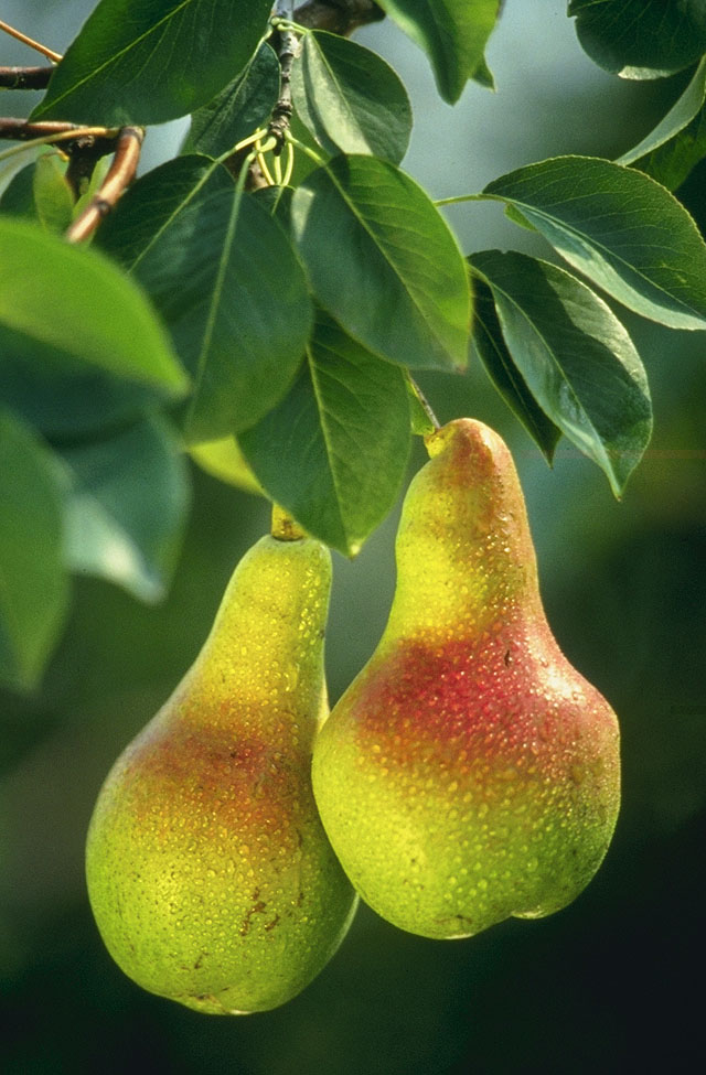 Pear — fresh at Idrees Fruits, Deolali Camp