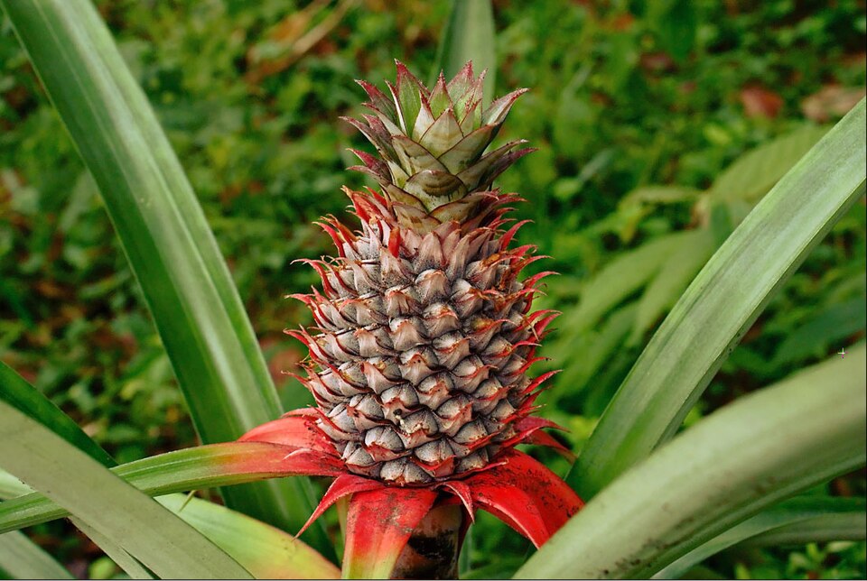 Pineapple — fresh at Idrees Fruits, Deolali Camp