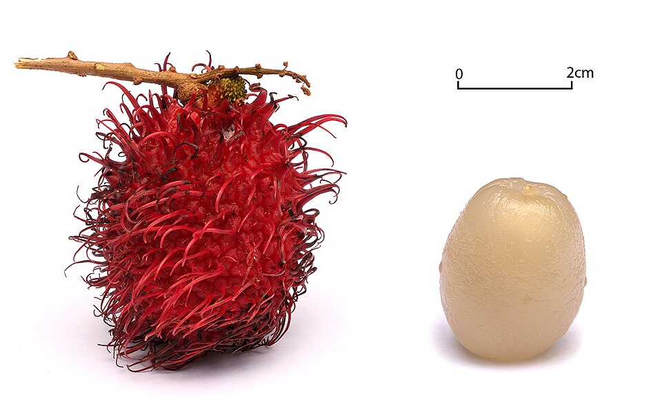 Rambutan — fresh at Idrees Fruits, Deolali Camp