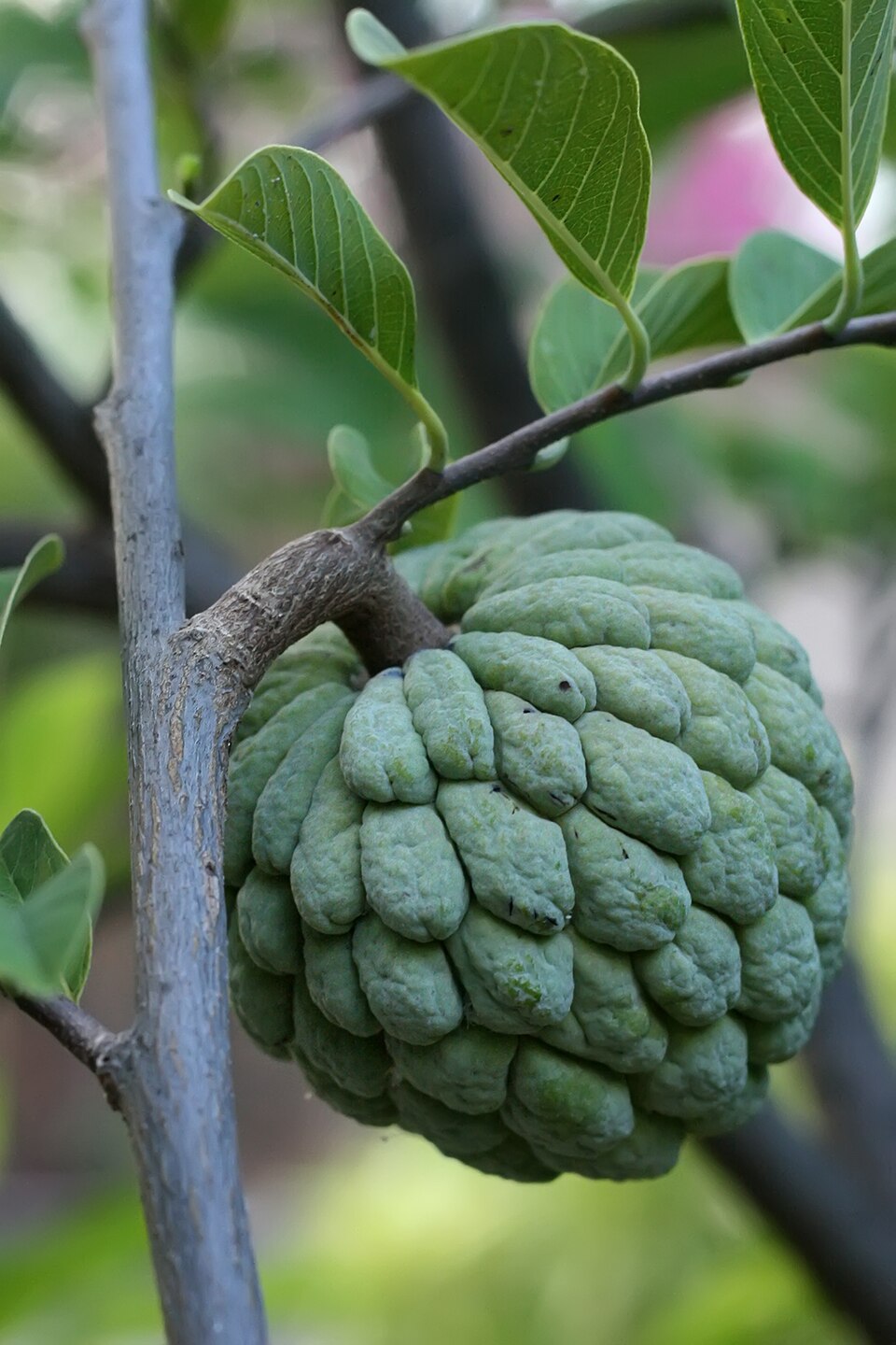 Sitaphal (Custard Apple) — fresh at Idrees Fruits, Deolali Camp