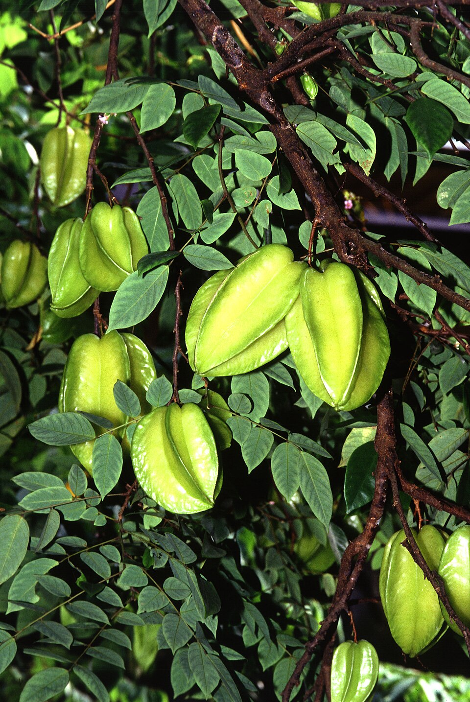 Star Fruit — fresh at Idrees Fruits, Deolali Camp