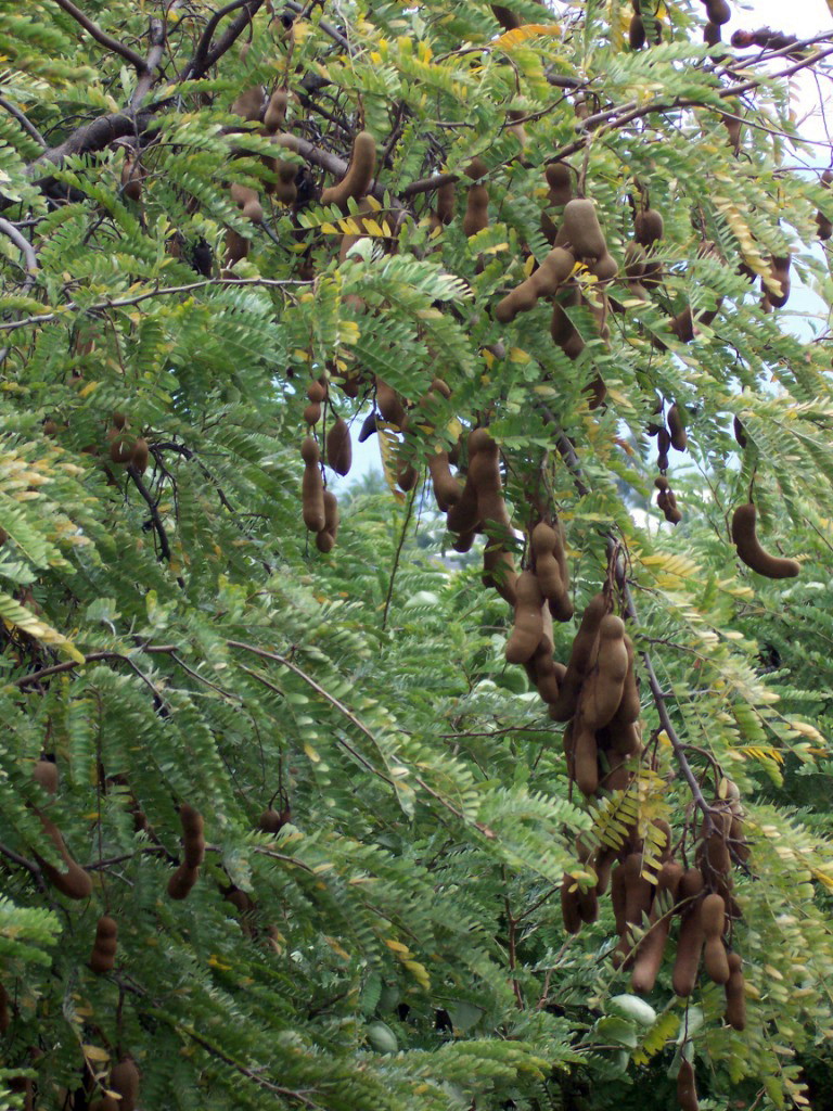 Sweet Tamarind — fresh at Idrees Fruits, Deolali Camp