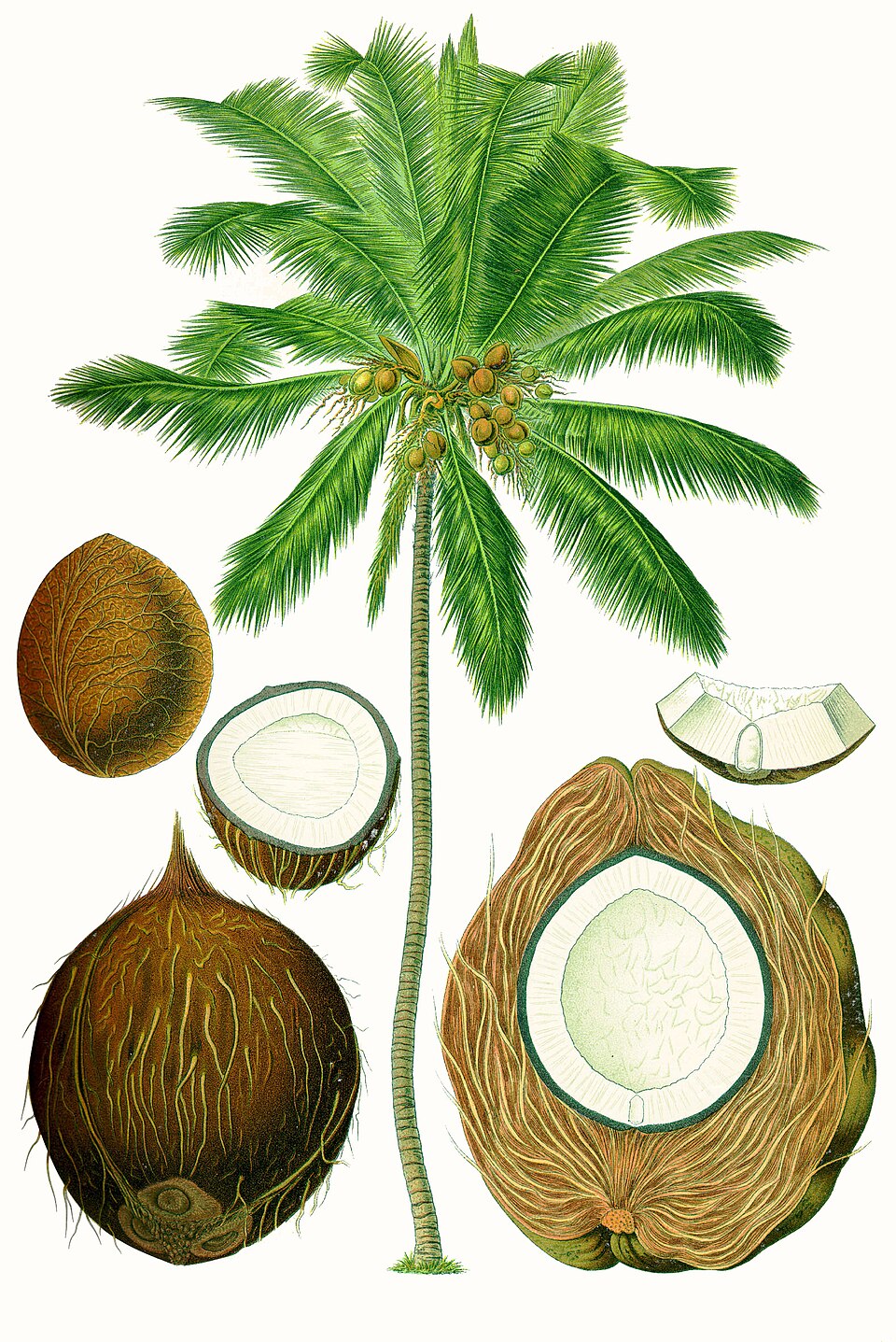 Tender Coconut — fresh at Idrees Fruits, Deolali Camp