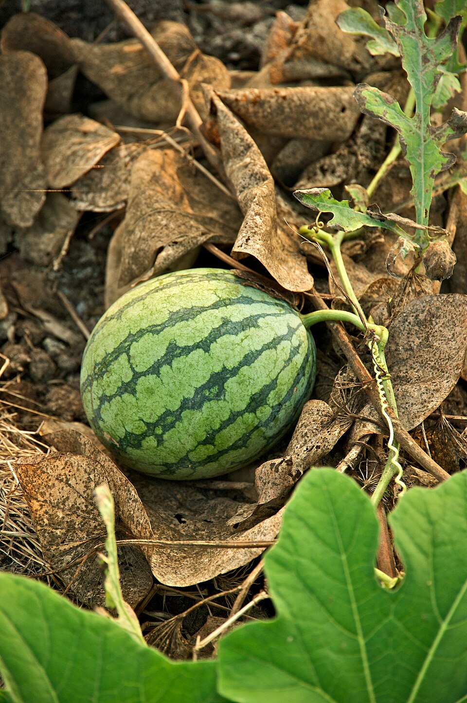 Watermelon — fresh at Idrees Fruits, Deolali Camp